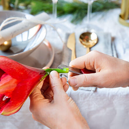Blog Beitrag Amaryllis Tischdeko Step 1 Amaryllis kürzen und anschneiden
