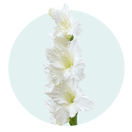 Weiße Gladiole vor hellblauem Hintergrund