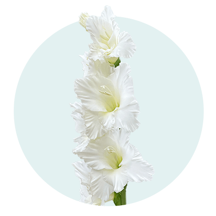 Die 5 beliebtesten Sommerblumen: 4. Gladiole Weiße Gladiole vor hellblauem Hintergrund