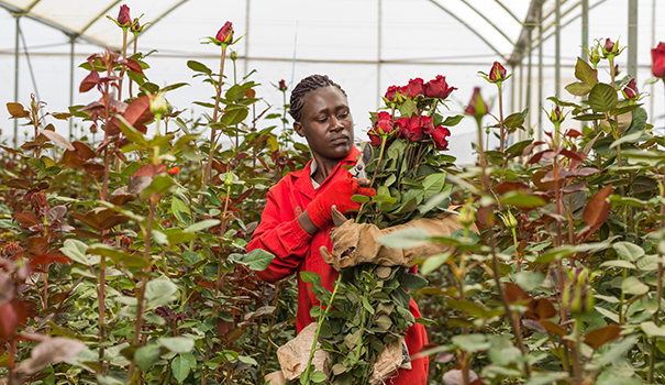 Fleurop und Nachhaltigkeit Rosen werden gepflückt