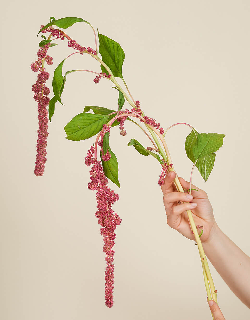 Amaranthus Aussehen Amaranthus Blüte