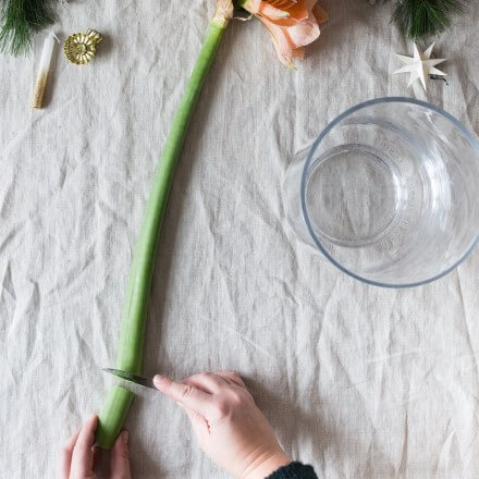 Tischdeko mit Amaryllis Step 2 Amaryllis wird angeschnitten
