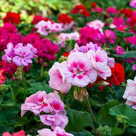 Geranien Geranienblüten in unterschiedlichen Farben