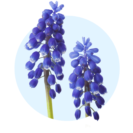 Perlhyazinthe Perlhyzinthe