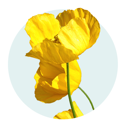 Die 5 beliebtesten Sommerblumen: 5. Mohn Gelber Mohn vor hellblauem Hintergrund