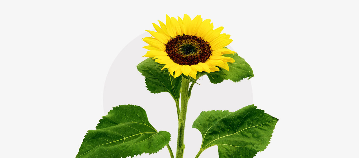 Sonnenblume Eine gelbe Sonnenblume