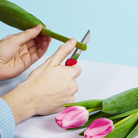 Tulpen richtig pflegen Tulpen werden gerade angeschnitten