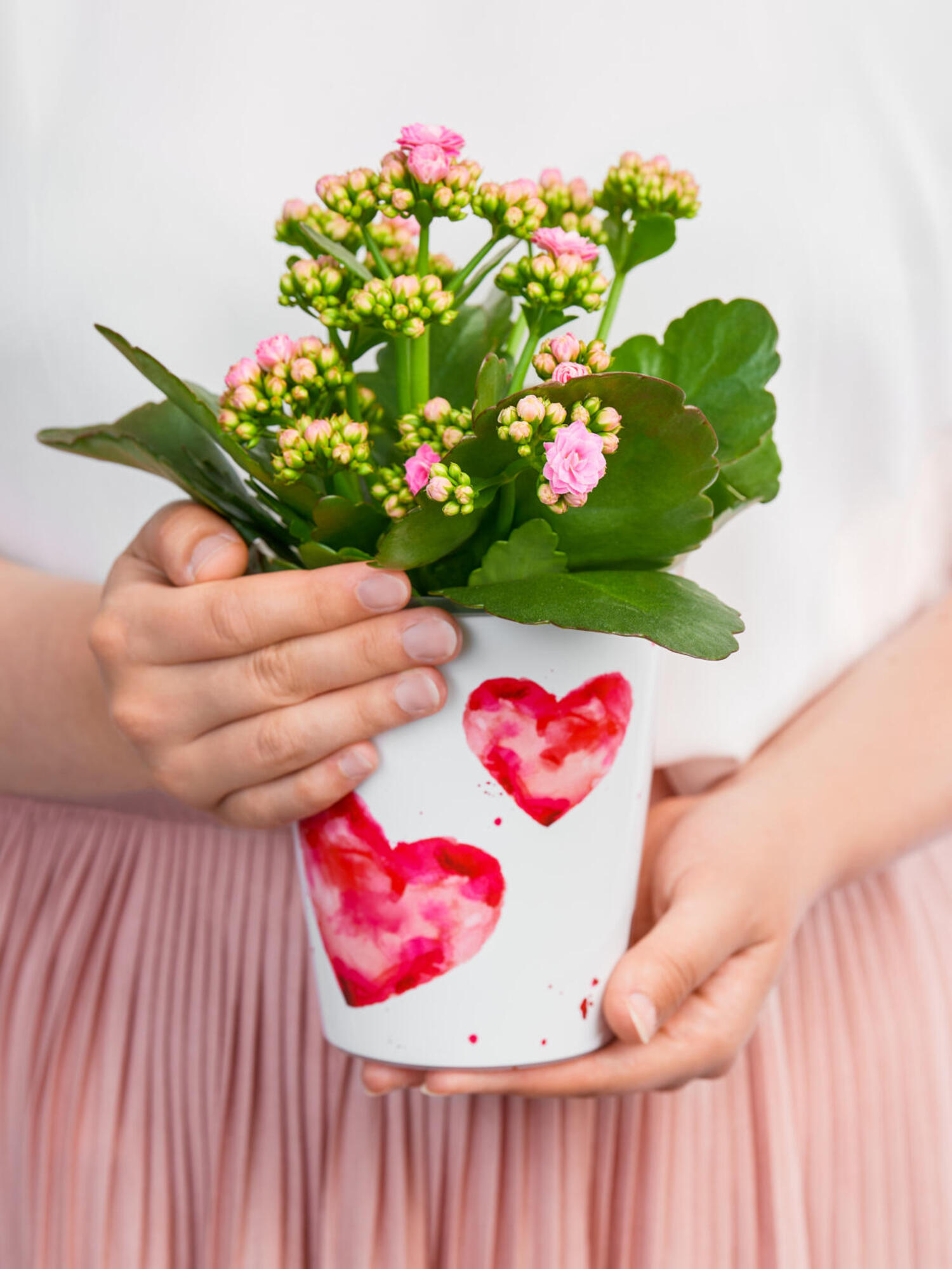 Kalanchoe 'Lucky'