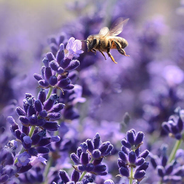 1 Biene im Lavendelfeld