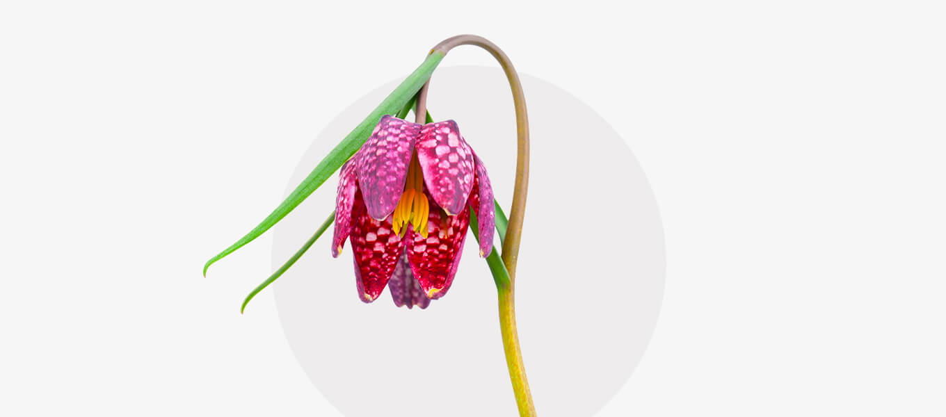 Blog Header Schachbrettblume Blüte Schachbrettblume
