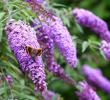 Schmetterlingsflieder Schmetterling sitzt auf einem Schmetterlingsflieder