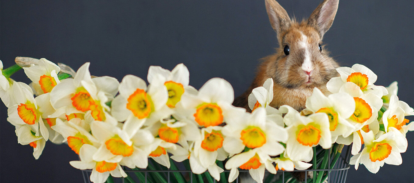 Ideen zu Ostern Osterhase mit Narzissen