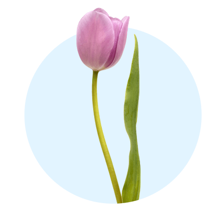 Tulpe Rosa Tulpe