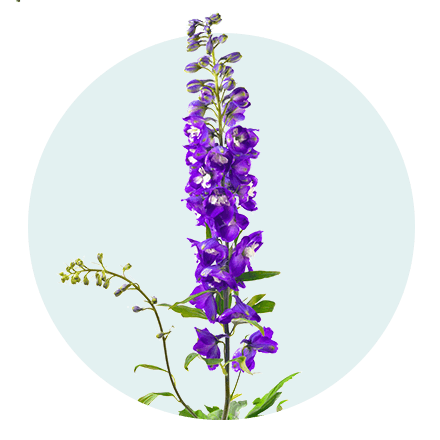 Die 5 beliebtesten Sommerblumen: 2. Rittersporn Rittersporn vor hellblauem Hintergrund