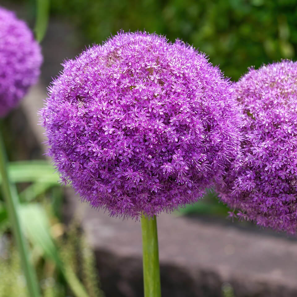 Allium Giganteum Allium Blüte Giganteum