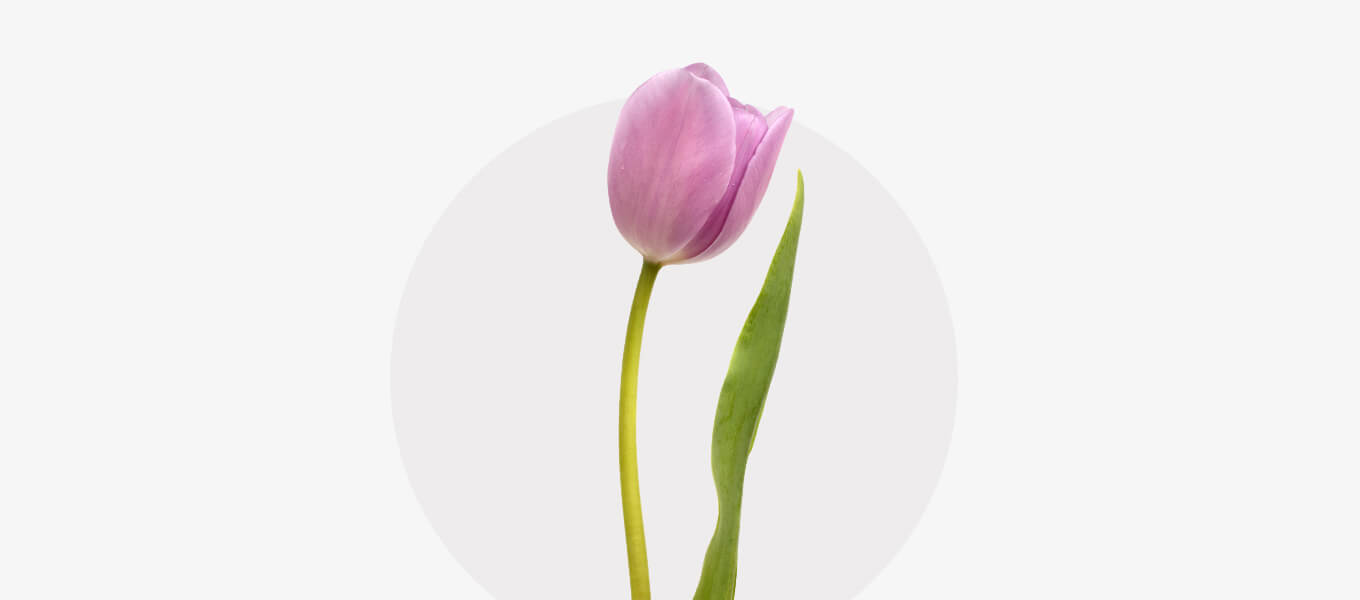 Eine Tulpe