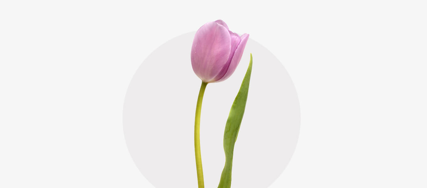 Blog Header Tulpe Eine Tulpe