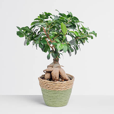 Bild eines Ficus fürs Zimmer