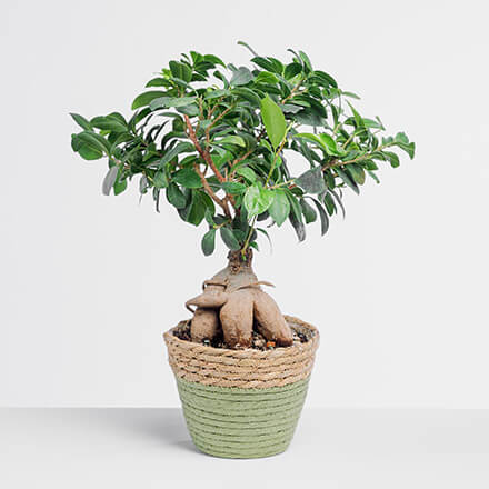 Ficus Bild eines Ficus fürs Zimmer