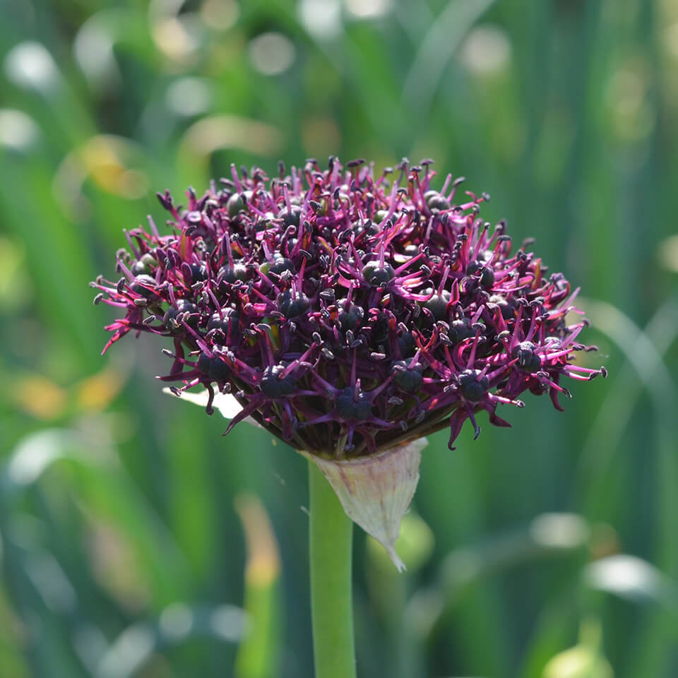 Allium Blüte Atropurpureum