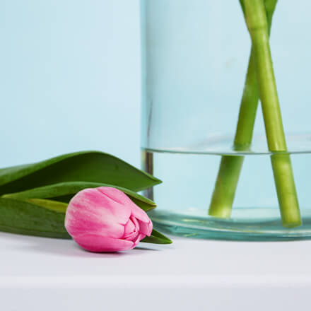 Tulpen richtig pflegen die richtige Menge Vasenwasser