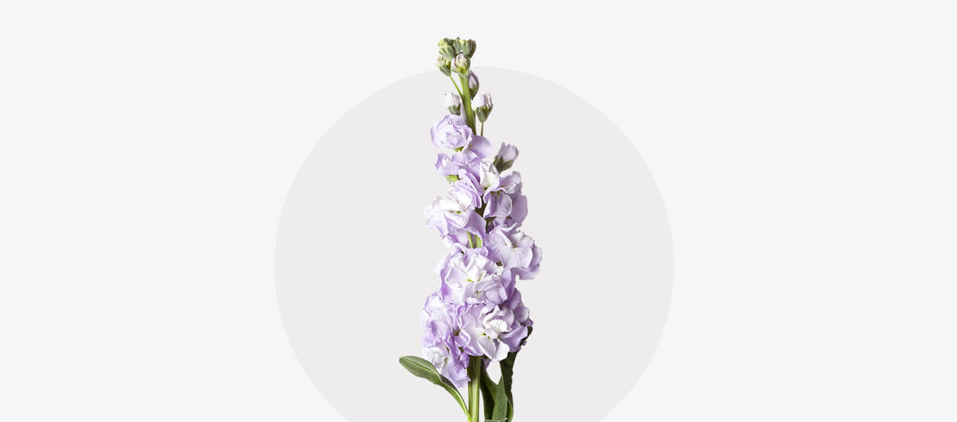 Levkojen Blüte Levkojen Blüte im zartem Lila Ton