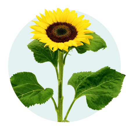Sonnenblume vor hellblauem Hintergrund