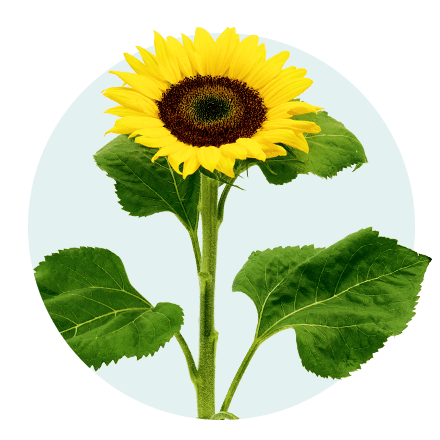 Die 5 beliebtesten Sommerblumen: 1. Sonnenblume Sonnenblume vor hellblauem Hintergrund