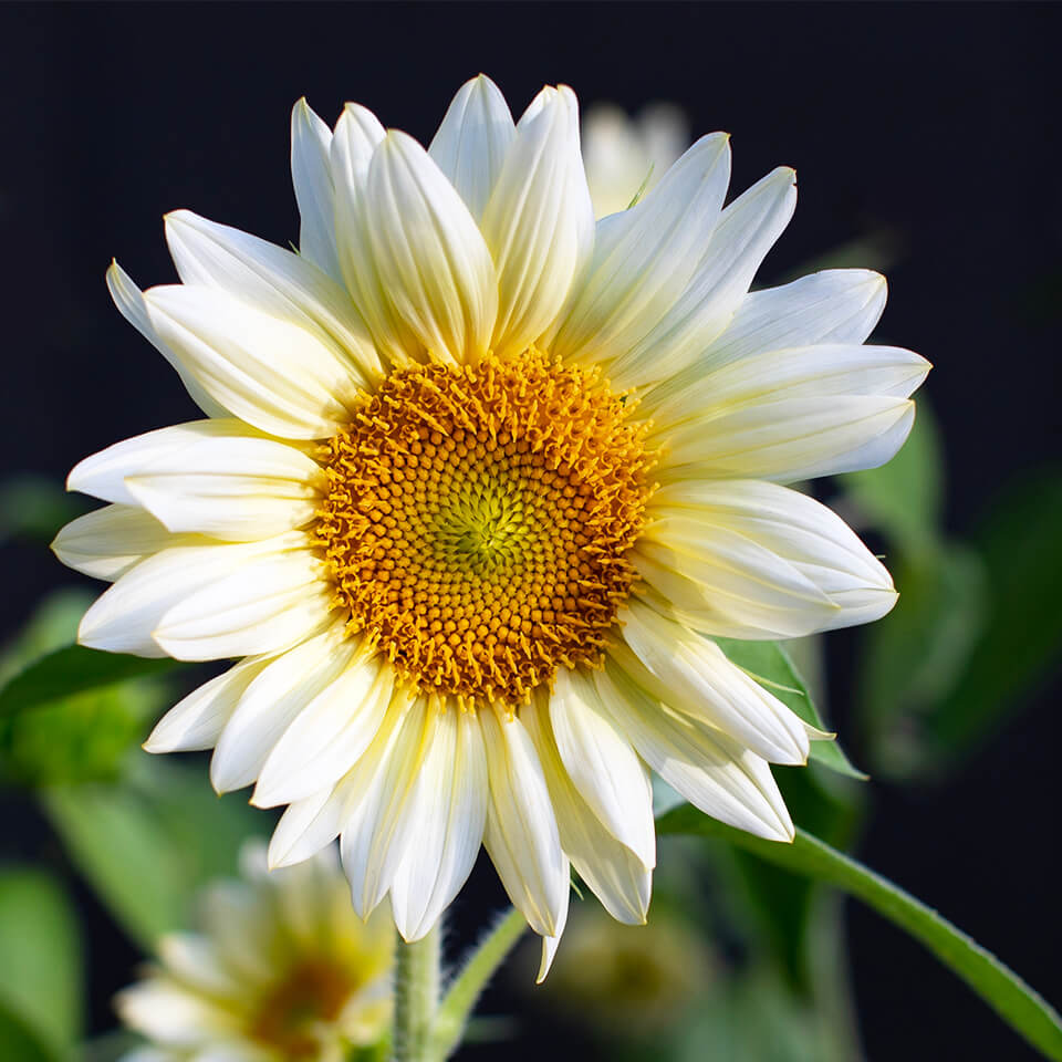 Weiße Sonnenblume im Garten