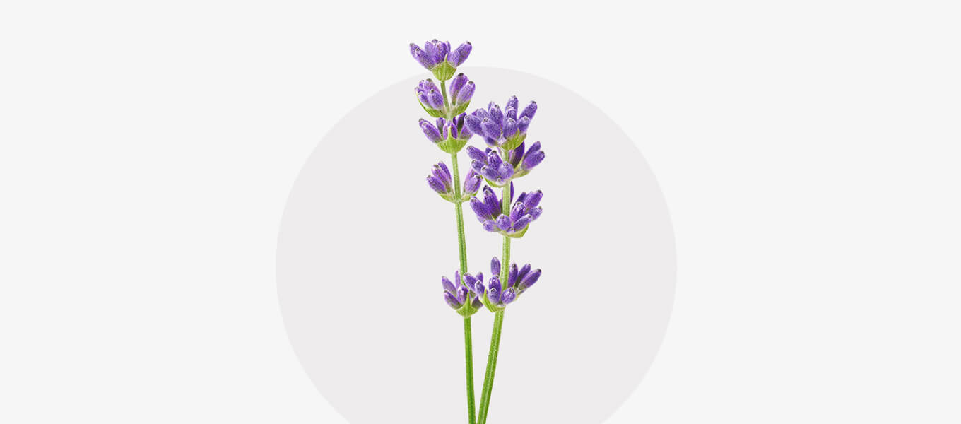 Blüte Lavendel