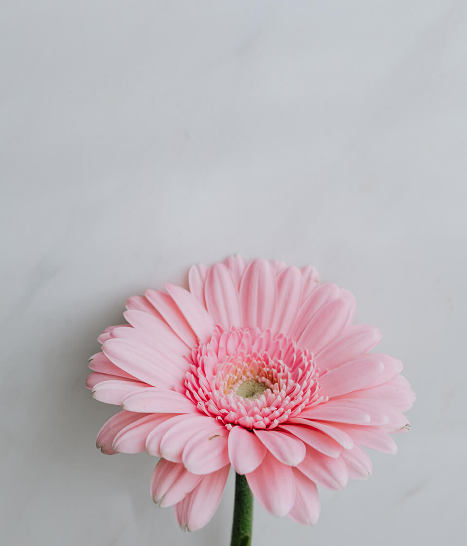 Gerbera in Rosa Gerbera in Rosa