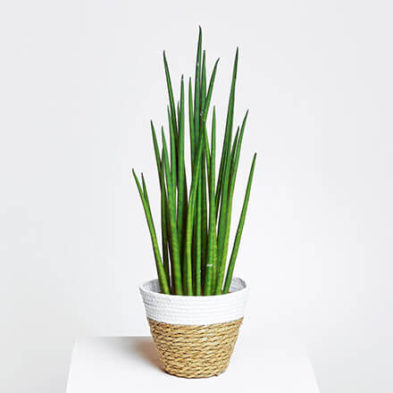Sansevieria Pflanze Bild einer Sansevieria Pflanze