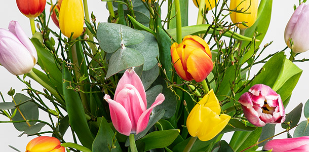 Bunter Tulpen-Mix