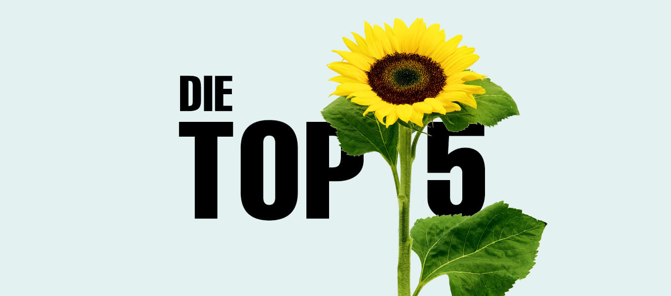 Die 5 beliebtesten Sommerblumen Längliche Grafik mit der schwarzen Aufschrift "Die Top 5" auf hellblauem Hintergrund, zusammen mit einer einzelnen Sonnenblume.