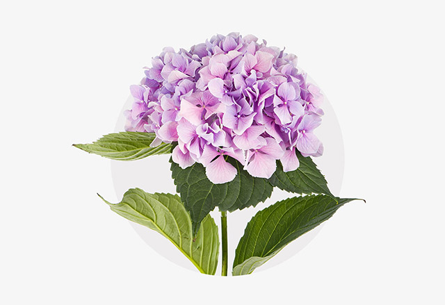 Hortensie in Violett-Rosa