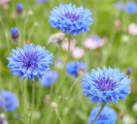 Blaue Blüten der Kornblume
