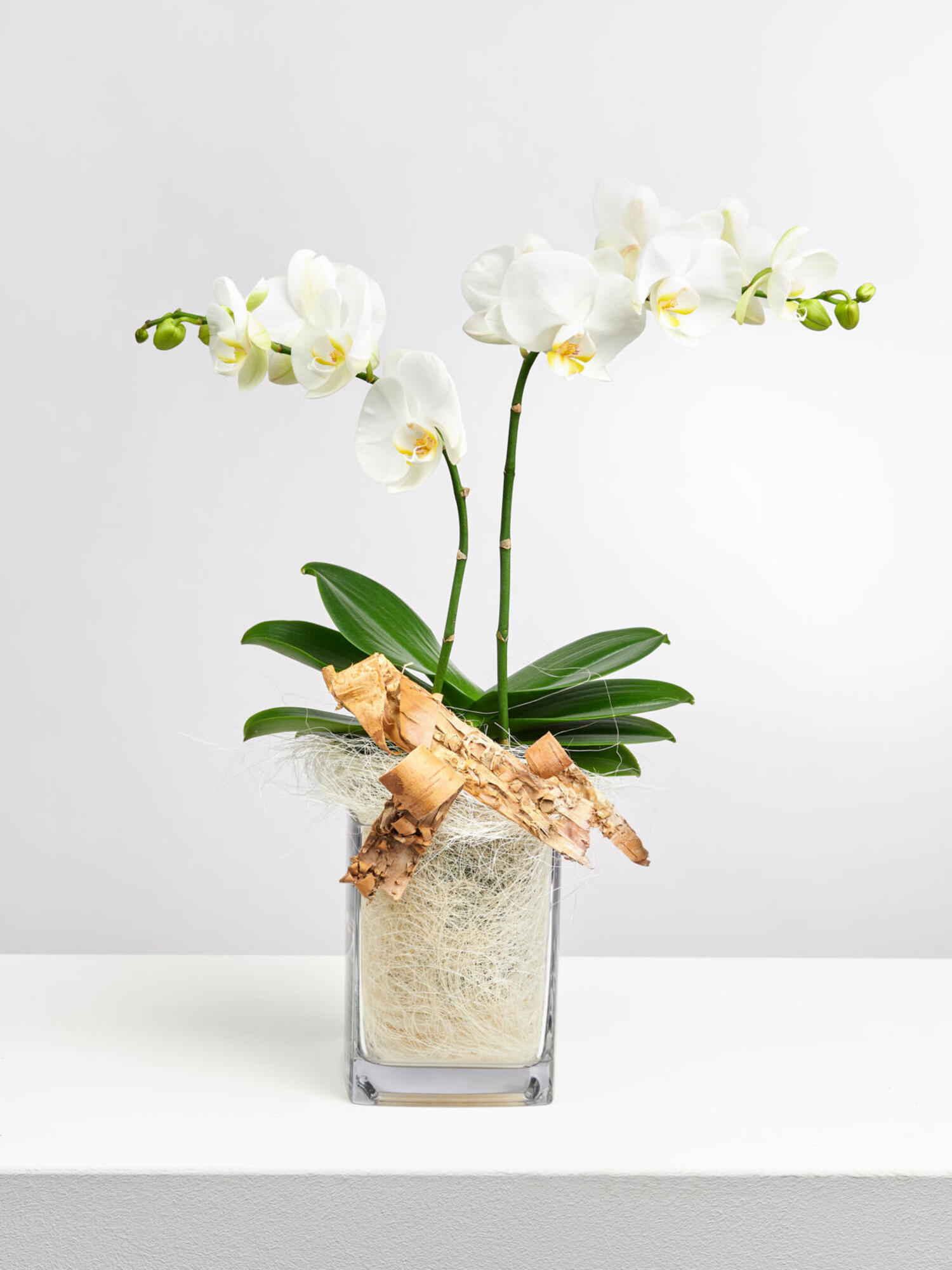 Weiße Orchidee in Vase