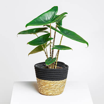 Alocasia Pflanze Bild einer Alcoasia Pflanze