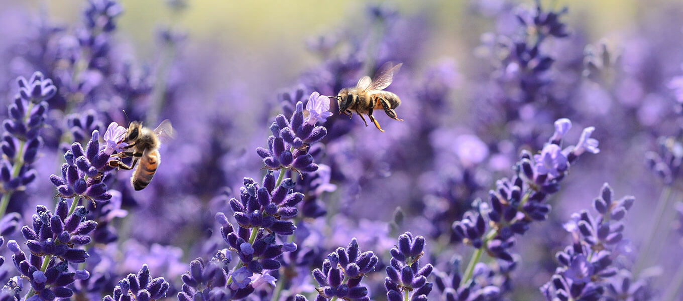 2 Bienen im Lavendelfeld
