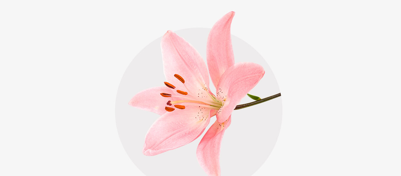 Lilienblüte rosafarbene Lilienblüte