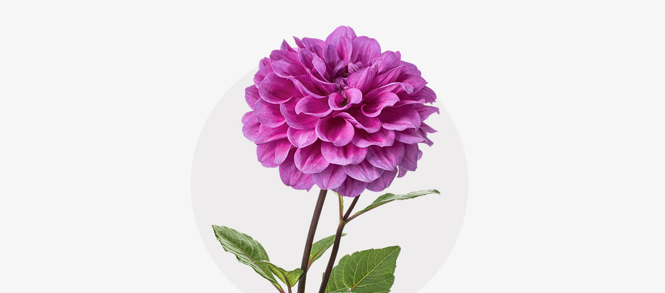 Blog Header Dahlie Blüte Dahlie