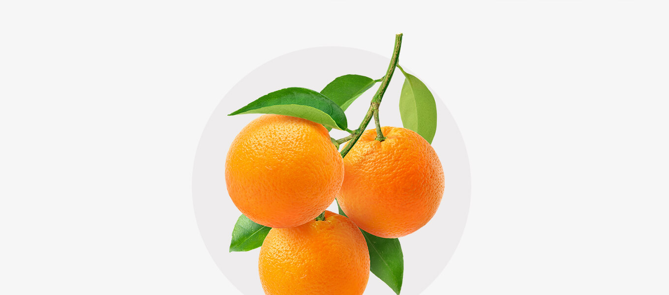 Zweig mit Orangen.