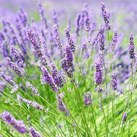 Lavendel Blüte Mehrere Lavendelblüten