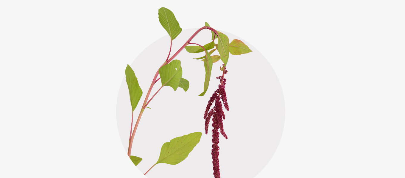 Amaranthus Amaranthus Blüte