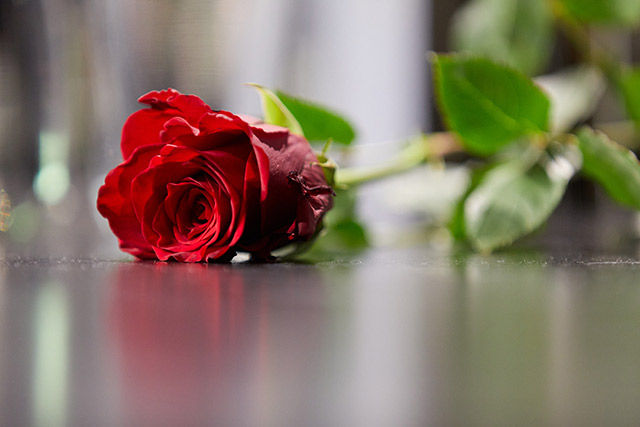 21 Internationales Literaturfestival Atmo Rose Einzelne Rose