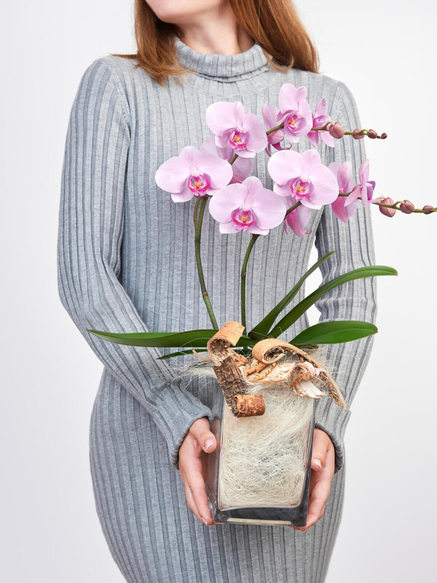 Pinke Orchidee in Vase