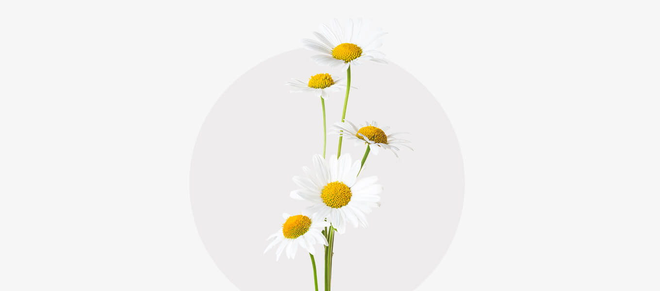 Blog Header Kamille Blüte Kamille