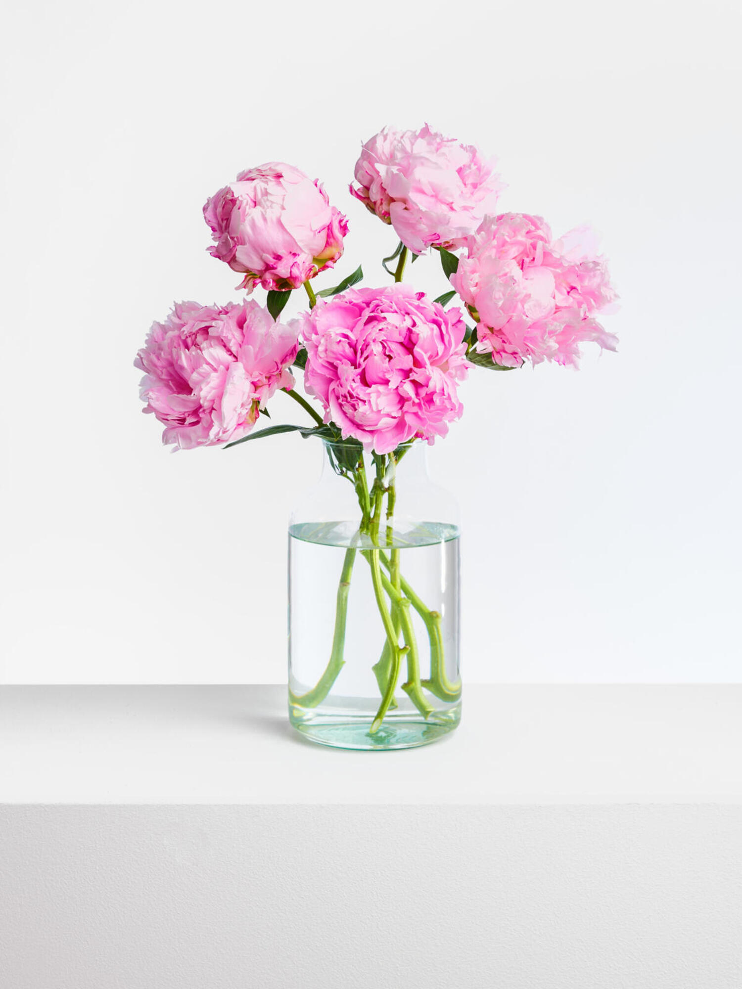 Peony Dreams