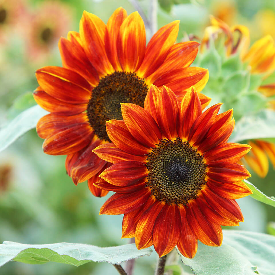 Rote Sonnenblumen 2 rote Sonnenblumen im Garten