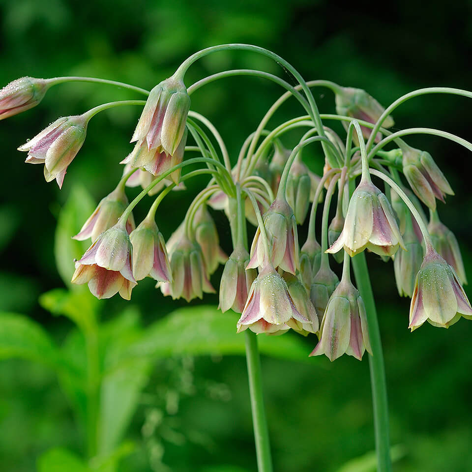 Nectaroscordum Siculum Nectaroscordum Siculum Blüte
